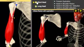 Biceps Brachii Muscle  Build Proportioned Biceps  Anatomy amp Kinesiology [upl. by Aliza459]