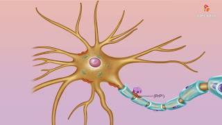 Abnormal misfolded prions  Medical microbiology animations [upl. by Arolf]