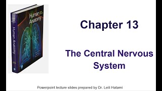 The Central Nervous system Cerebrum [upl. by Torres]