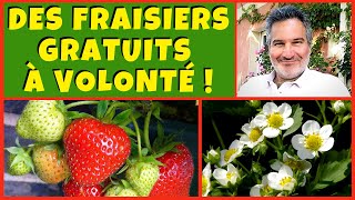 Des fraisiers gratuits à volonté au jardin potager  🍓🍓🍓 [upl. by Alleroif47]