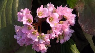 ヒマラヤ雪ノ下ヒマラヤユキノシタ Beautiful Pink Flowers  Himalayan Bergenia [upl. by Buddy]