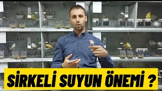 Üretim için Sirkeli su neden önemli  İyi bir kafes temizliği nasıl yapılır [upl. by Nairehs]