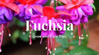 Fuchsia Grow and Care Tips [upl. by Theodor]