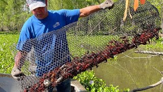 Crawfishing In The Atchafalaya Basin W Kip Barras CatchCook Crawfish Boil For 500 People [upl. by Aggarwal]