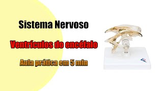 Os Ventrículos do Encéfalo e suas divisões 4K  Neuroanatomia [upl. by Selie]