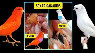 COMO SEXAR CANARIOS [upl. by Nicoli142]