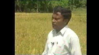 Seed Paddy Production – Sri Lanka [upl. by Yelra]