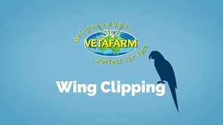 A Guide to Wing Clipping [upl. by Kata866]