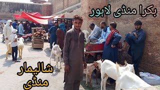 Bakra Mandi Shalimar Bagh Sunday update Lahore Pakistan [upl. by Kerk]