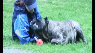 Rogue Kennels UK Presa Canario Fausto [upl. by Vharat554]