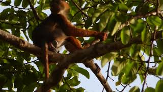 Temminckii Red Colobus in Cantanhez National Park Guinea Bissau [upl. by Oruntha855]