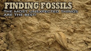 Finding Fossils  The most unexpected things are the best [upl. by Sheela561]