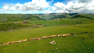 Vu du ciel  Transhumance  Troupeau dAubrac Hubert Cézens à lEstival Brezons 1234m Cantal [upl. by Ronyam]