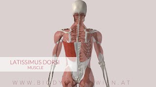 Latissimus Dorsi Musclepath Multiple Views 3D Animation [upl. by Asle]