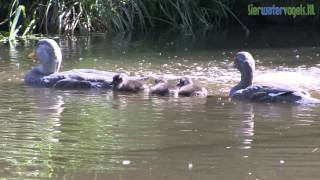 SierwatervogelsNL  Magellanic Steamerduck Tachyeres pteneres [upl. by Hellah]