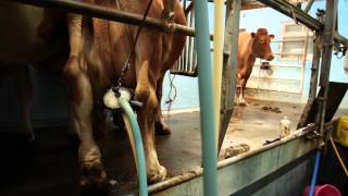 Laceys Family Farm  Guernsey Cows [upl. by Elleirua]