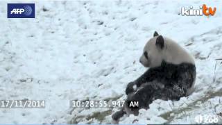 Giant panda plays in the snow at Toronto Zoo [upl. by Anaujd950]