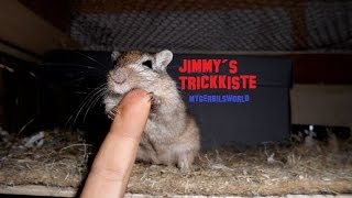 Rennmaus Tricks  mit Jimmy❤ MyGerbilsworld [upl. by Hebner]