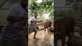 Dancing with Danger Dodging Thoren’s Swipe MidDance 🐅💃  Als Tiger Davao Occidental [upl. by Luna]