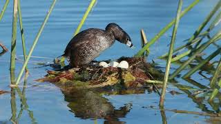 Piedbilled Grebes take care of six eggs part1 [upl. by Trevor431]