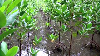 46A 26102009 1209  23112009 Rund um Afrika Kenia  Haller Park Naturreservat [upl. by Eelyr526]