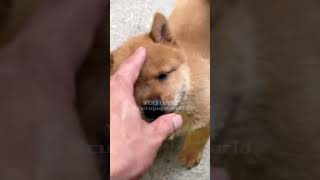 This cute pup has been born for three months shorts dog puppy cute animals pets doglov [upl. by Wiley512]