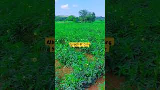 بھینڈی Okra farming music arabic farming americanagriculture countryhouse countryhouse vill [upl. by Guimond]