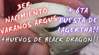 NACIMIENTO DE VARANOS  6TA PUESTA DE ARGUS  HUEVOS DE BLACK DRAGON [upl. by Scoles]