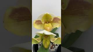 Paphiopedilum Ivory tower [upl. by Aretha28]