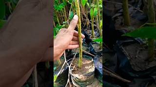 Big size Agarwood plants Nursery farming in india price in Assam Agarwood plants Nursery wood [upl. by Nehcterg83]