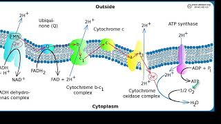 Oxidase Test [upl. by Betthezel]