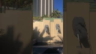 Mandalay Bay pool area at Mandalay Bay Las VegasPinkosTvshorts [upl. by Tillion]