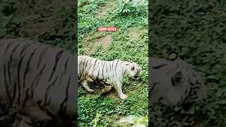 Baitadi Ma Bagh Aayo tiger youtubeshorts gbrmvlogs [upl. by Bathsheeb749]