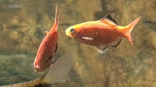 ローズィーバルブ Rosy Barb、Red Barb Puntius conchonius [upl. by Evelc]