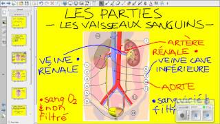 Vidéo système urinaire [upl. by Annav]