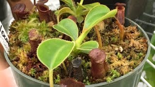 NEPENTHES CARNIVOROUS PITCHER PLANT TOUR SEE WHAT IS NEW NEPENTHES LAMII AND MORE [upl. by The]