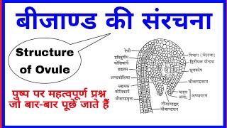 बीजाण्ड की संरचना  Structure of Ovule  पुष्प पर महत्वपूर्ण प्रश्न  Important quiz for Competition [upl. by Jamel]