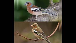 صوت طائر الصلونج للصيد🔥🔥 bird sound common chaffinch [upl. by Adriane97]