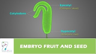 EMBRYO FRUIT AND SEED [upl. by Fabi]