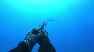 Spearfishing in Australia Moreton Island [upl. by Aileve]