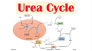 Urea Cycle  Purpose Enzymes amp Regulation [upl. by Funch]