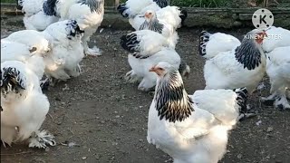 chicken columbian light Brahma💥💥😲😲😲 [upl. by Artemis]