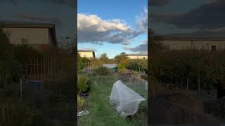 Uk allotments ukgrower [upl. by Armyn]