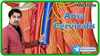 Ansa Cervicalis Anatomy 3D Animation  Ansa hypoglossi  Dr G Bhanu Prakash [upl. by Nirrok]