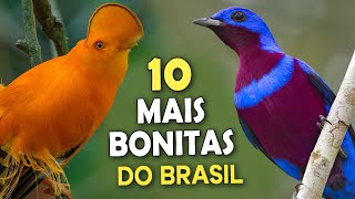 As 10 AVES MAIS BONITAS DO BRASIL [upl. by Concha]