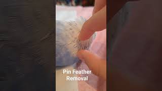 English Budgie Pin Feather Removal budgries budgiesworld [upl. by Hunley]