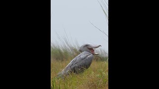 SHOEBILL Is It Yawning Why Is It Exposing Its Glottis Care To Share Info On This [upl. by Epp]