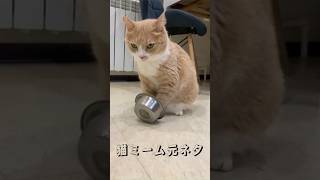 猫ミーム元ネタamp素材 待ち侘び猫ver 猫ミーム 猫 cat アピール上手いな ただちょっとしつこいぞ しつこいヤツはモテないぞ 知らんけど [upl. by Elmira]