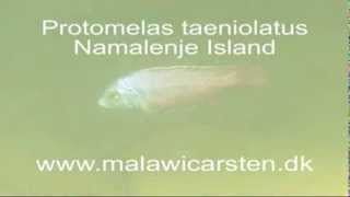 Protomelas taeniolatus Namalenje Island [upl. by Schonfield938]