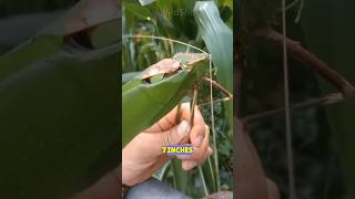 This Malaysias giant Katydid sounds terrifying  Giant grasshopper katydid giant insects [upl. by Atnoed]